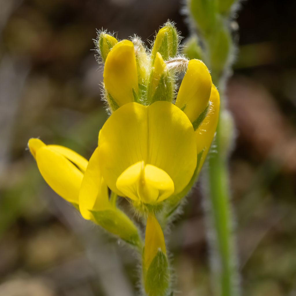 Genista sagittalis - Pijlbrem