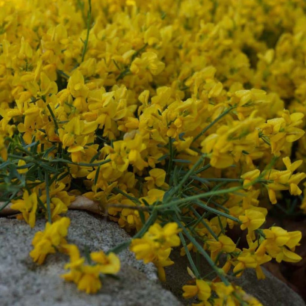 Genista tinctoria Royal Gold - Verfbrem