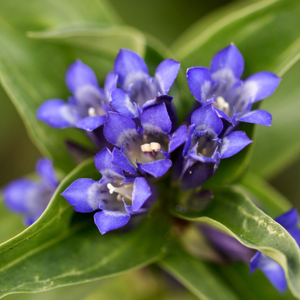 Gentiana cruciata - Kruisbladgentiaan