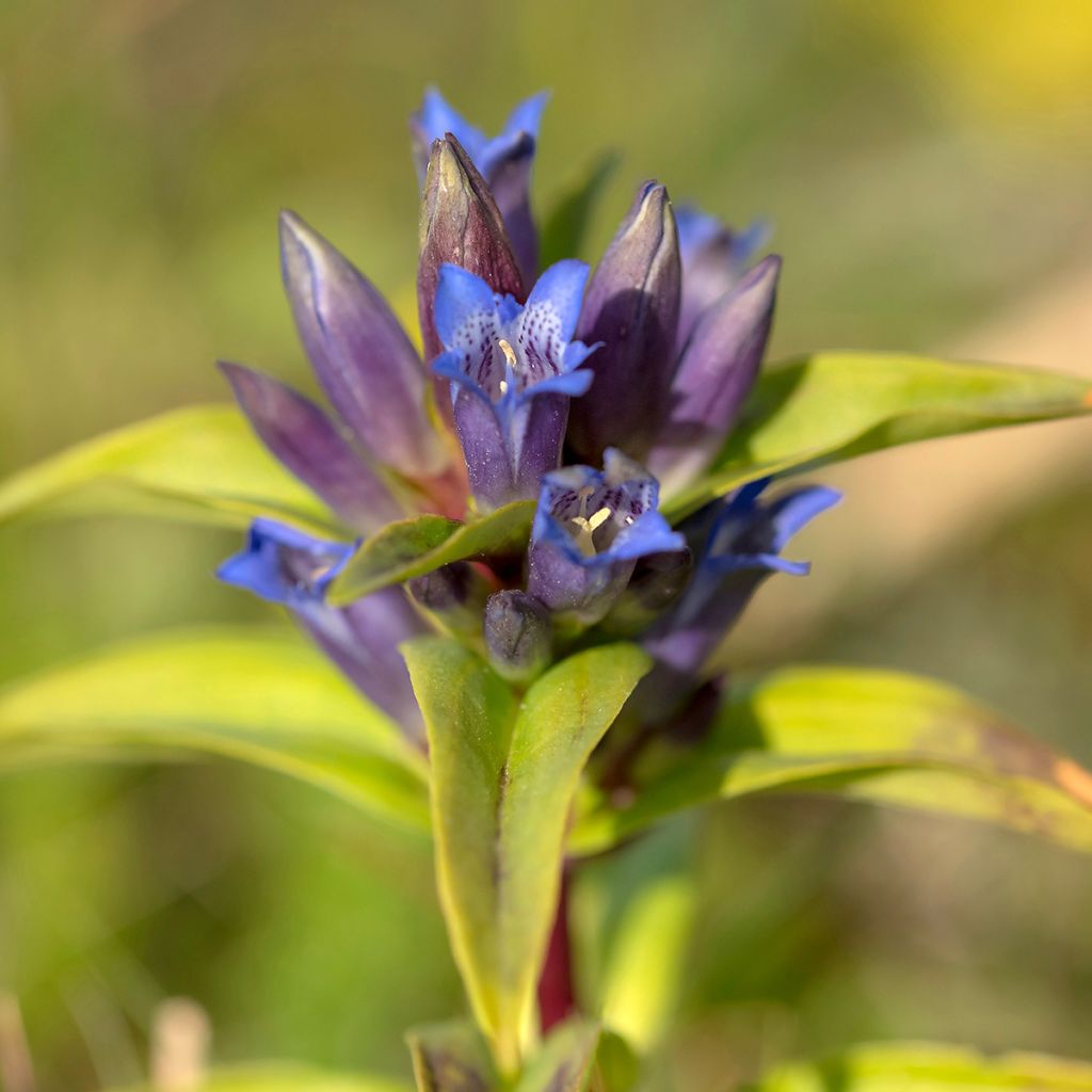 Gentiana cruciata - Kruisbladgentiaan