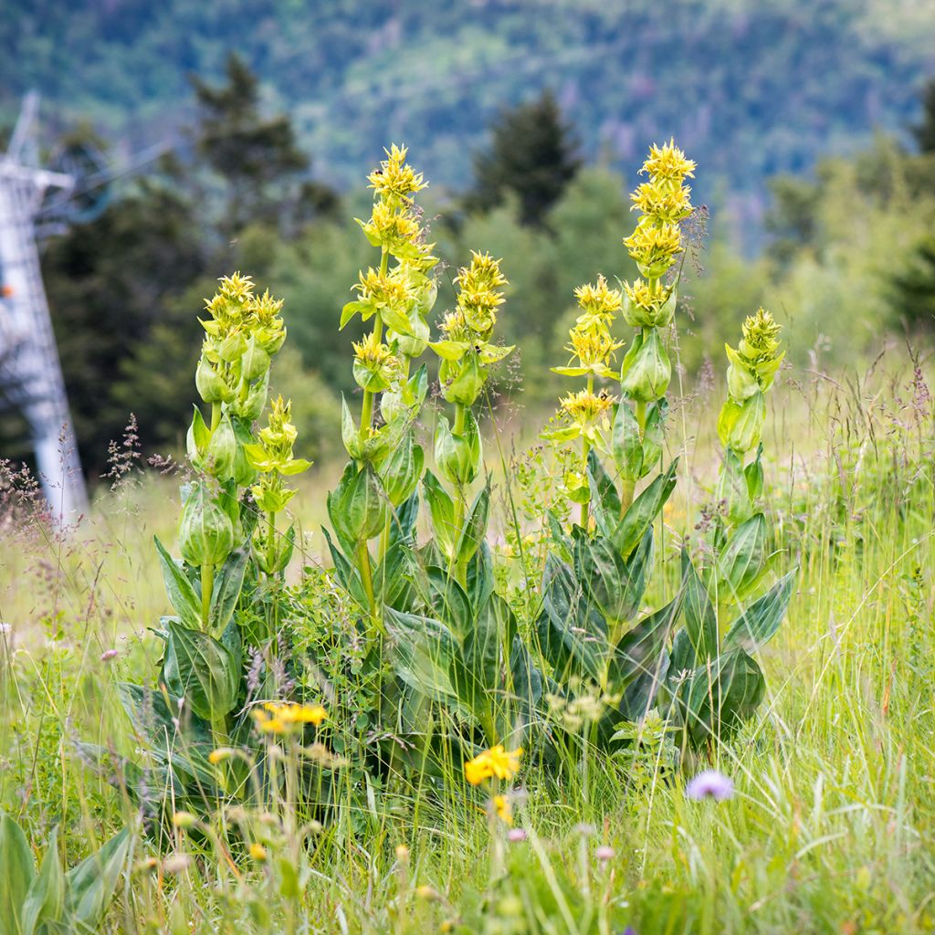 Gentiana lutea - Gele gentiaan