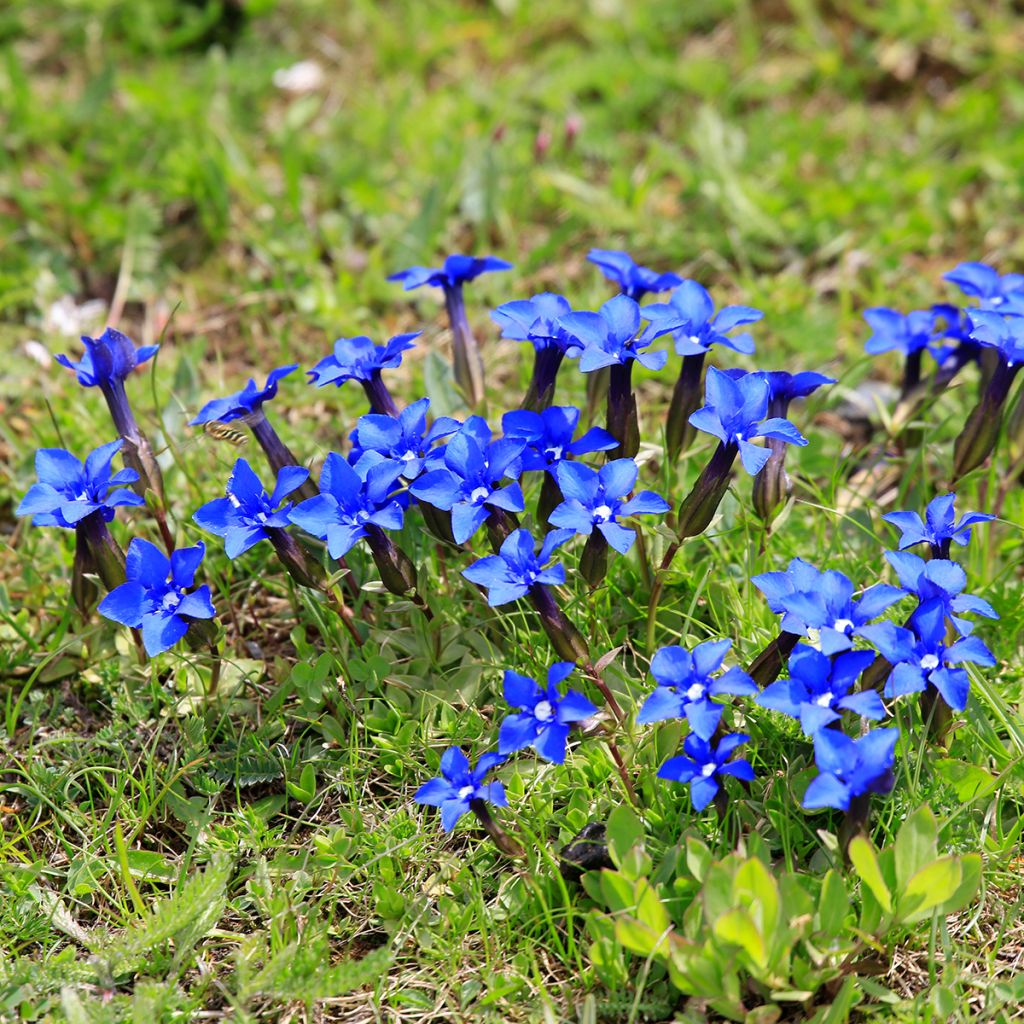 Gentiana verna - Voorjaarsgentiaan