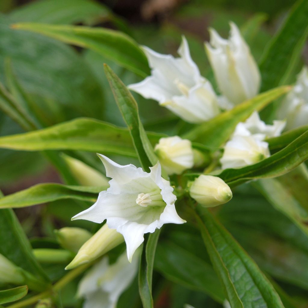 Gentiana asclepiadea alba - Zijdeplantgentiaan