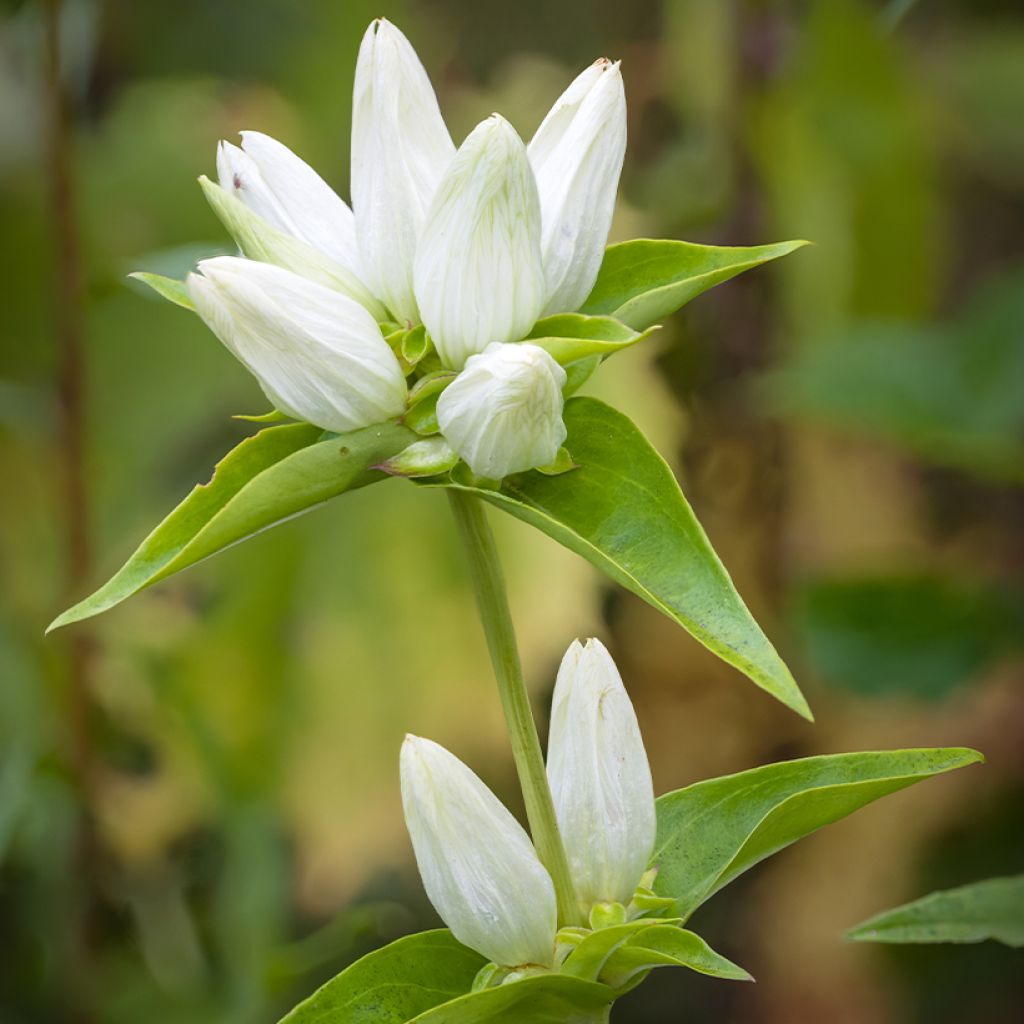 Gentiana asclepiadea alba - Zijdeplantgentiaan