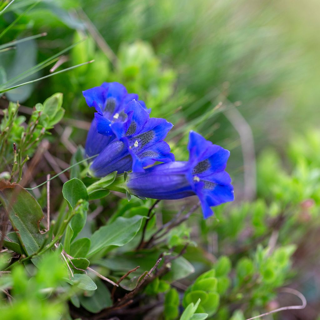 Gentiana acaulis - Stengelloze gentiaan