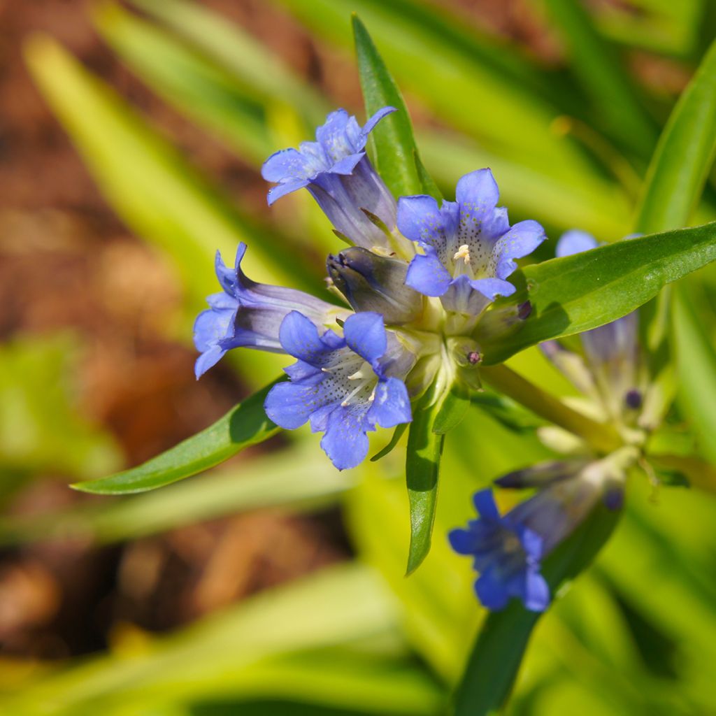Gentiana dahurica - Siberische gentiaan