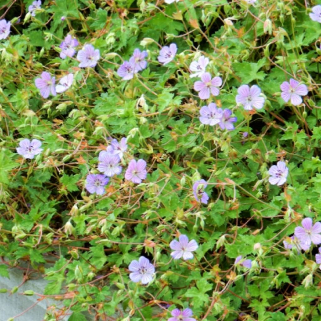 Geranium All Summer Blue - Ooievaarsbek