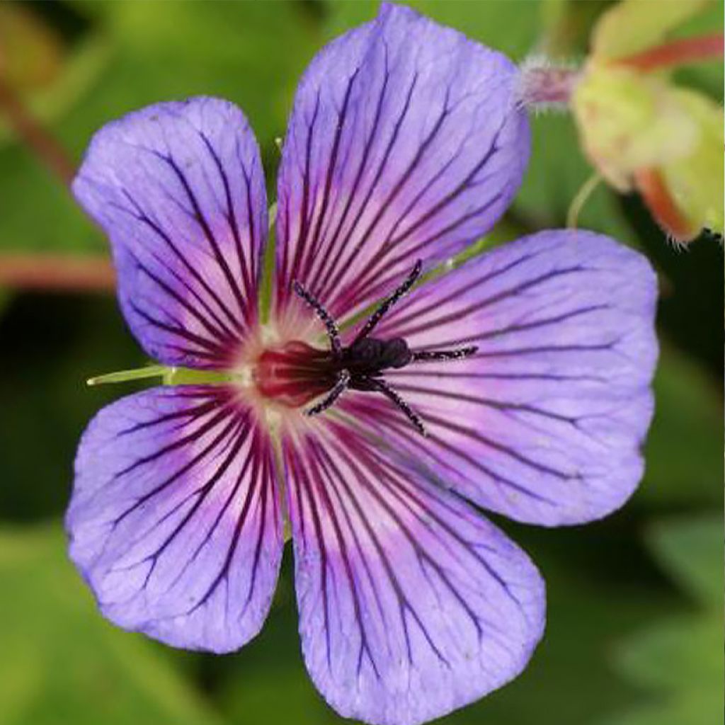 Geranium sanguineum Anne's Family Carol Anne - Bloedooievaarsbek