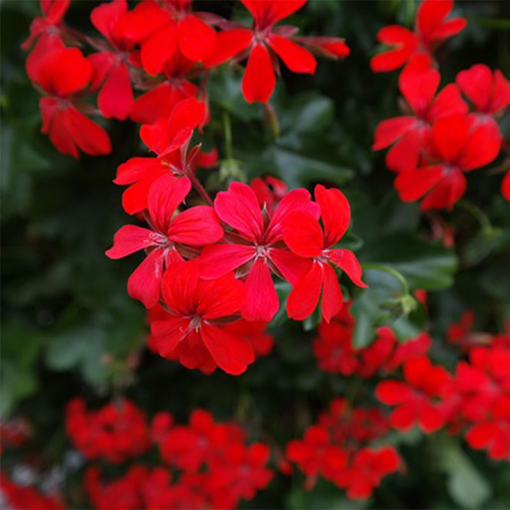 Pelargonium Roi des Balcons Imperial Red - Hanggeranium