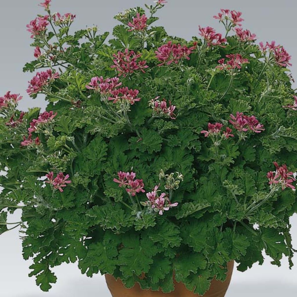 Pelargonium - Géranium parfumé Concolor Lace en pot