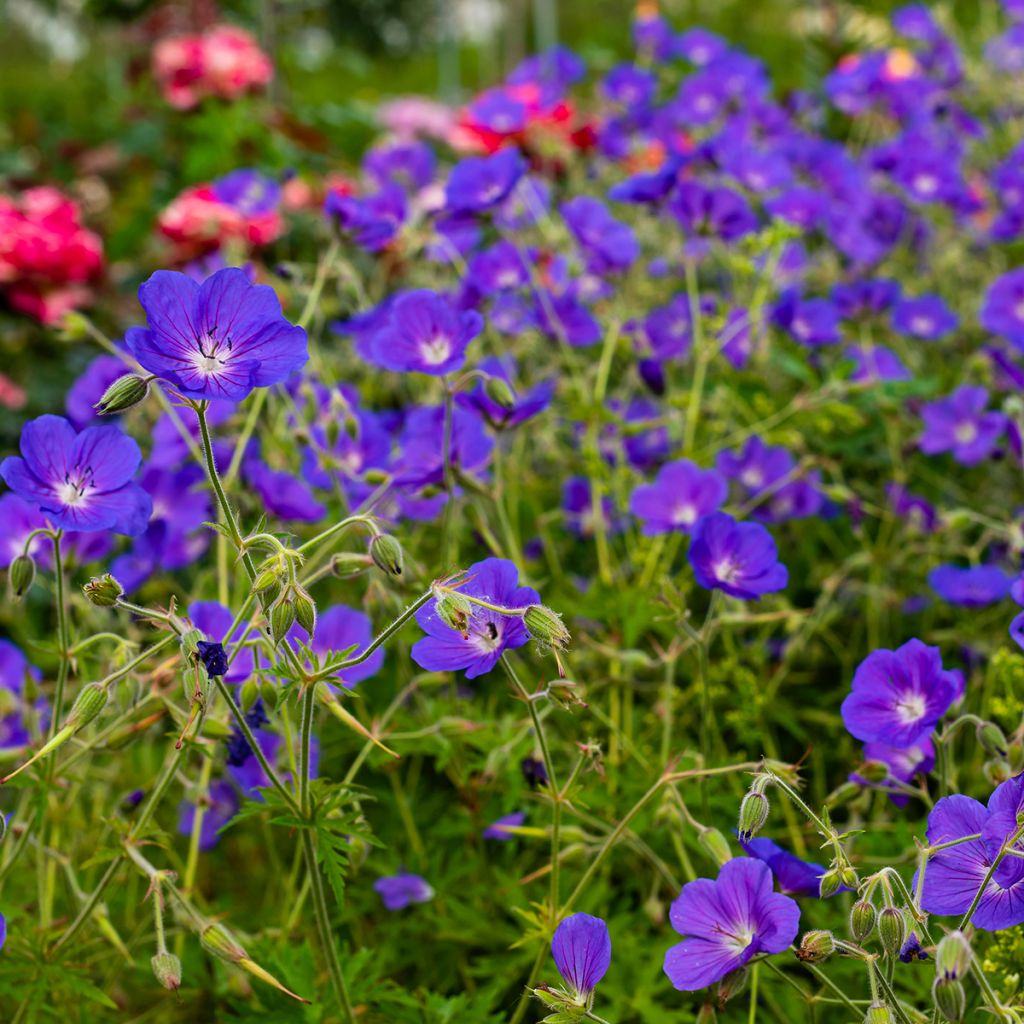 Geranium Eureka Blue - Ooievaarsbek