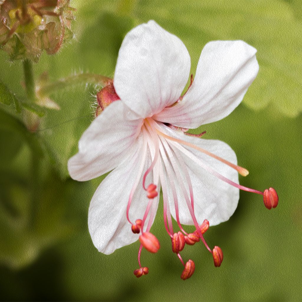 Geranium macrorrhizum Spessart - Rotsooievaarsbek