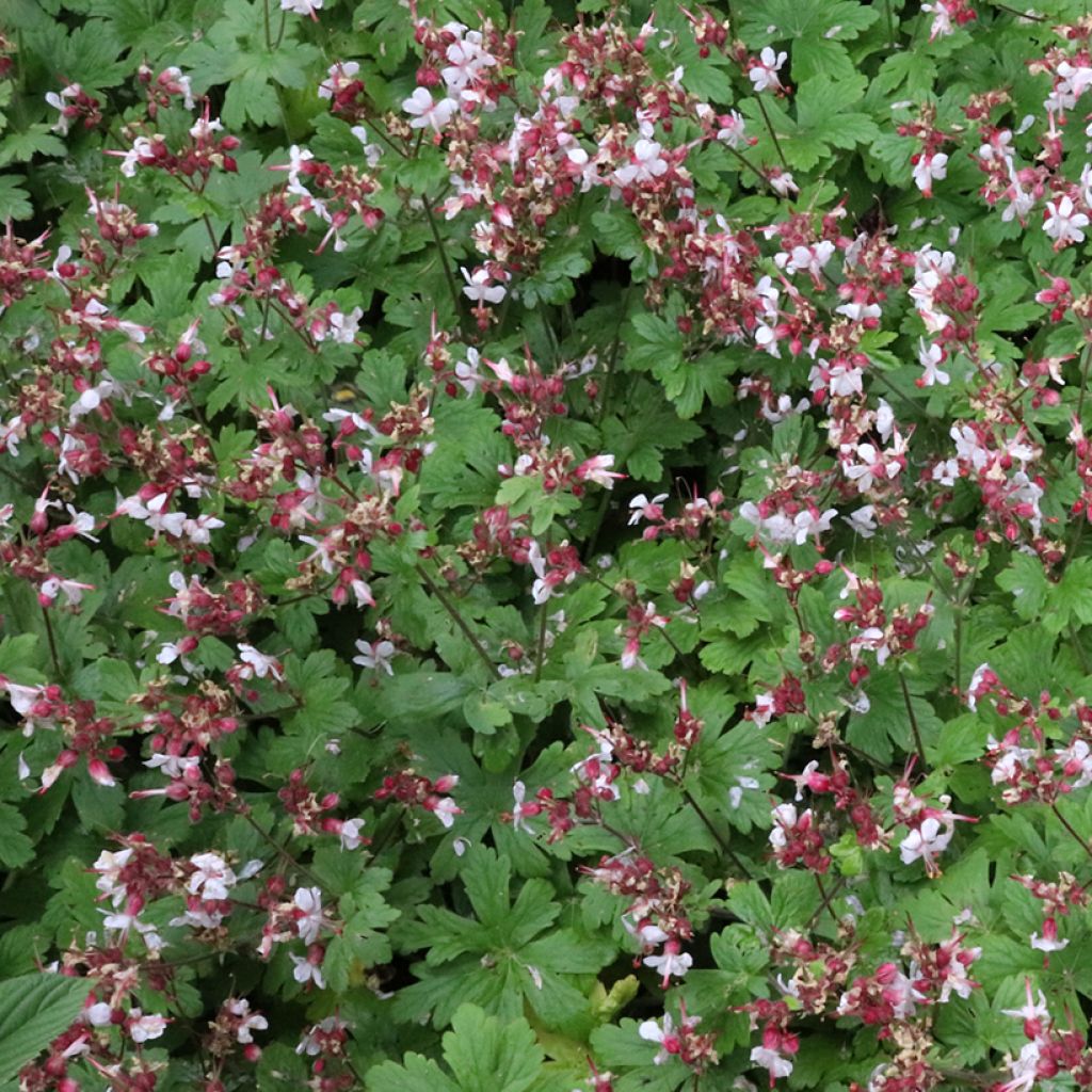 Geranium macrorrhizum Spessart - Rotsooievaarsbek