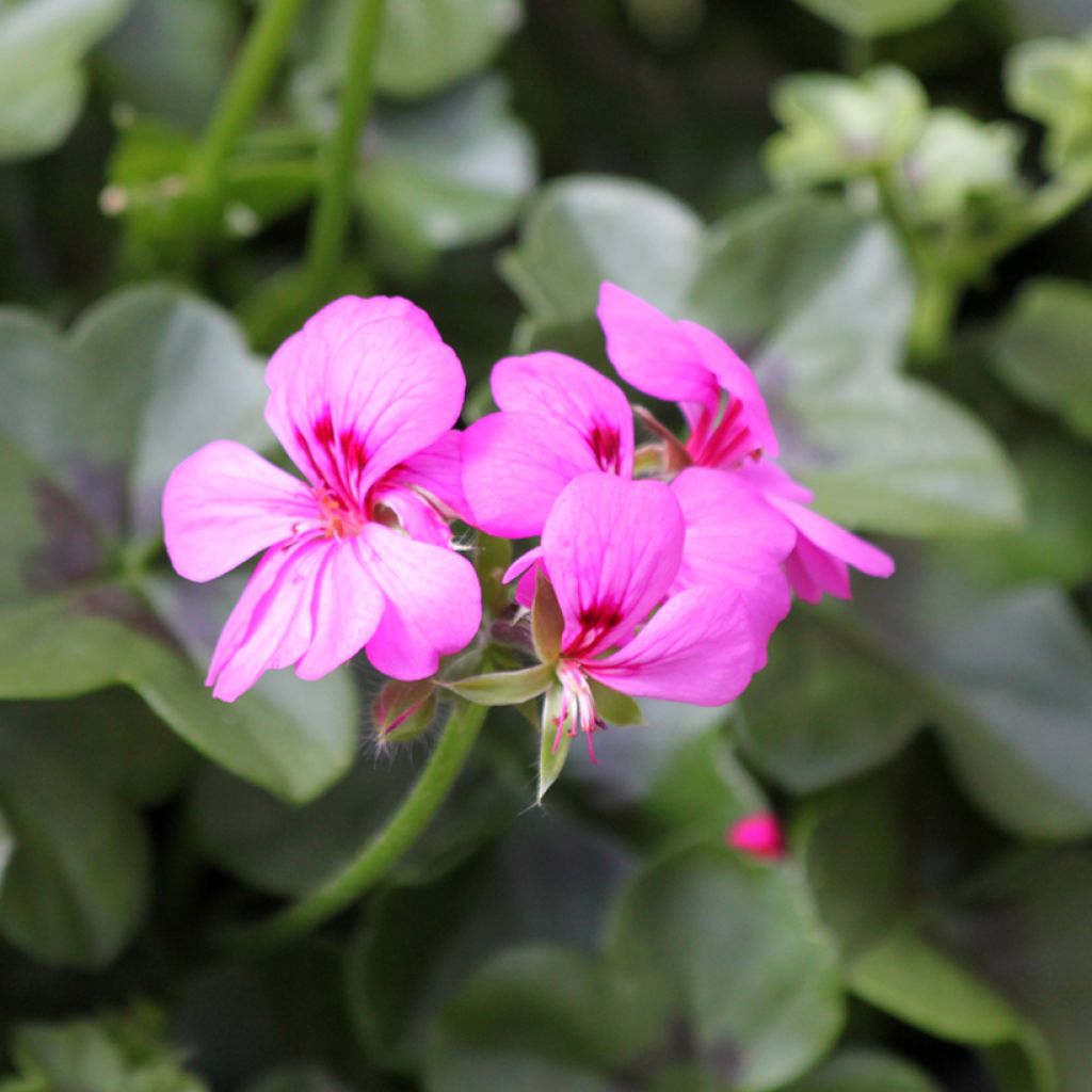 Pelargonium peltatum Rainbow Amethyst- Hanggeranium