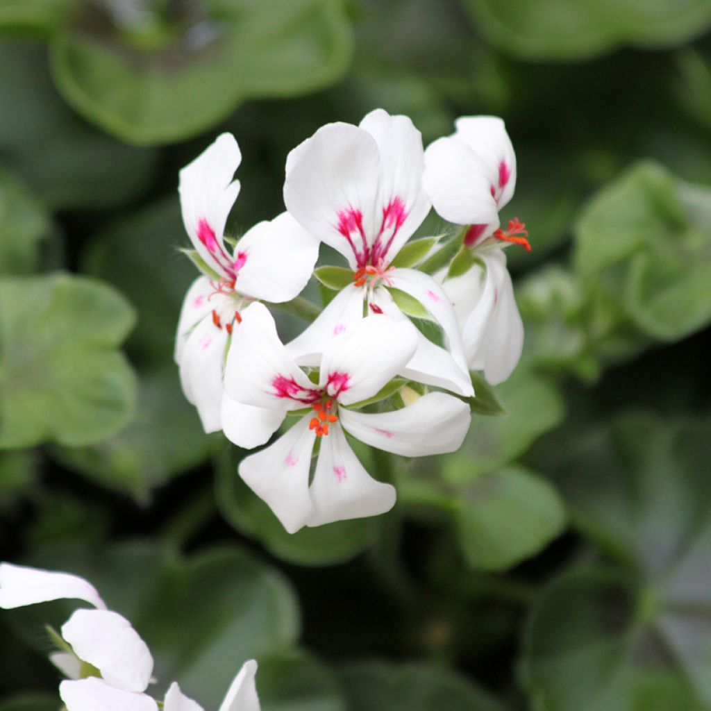 Pelargonium peltatum Rainbow White - Hanggeranium
