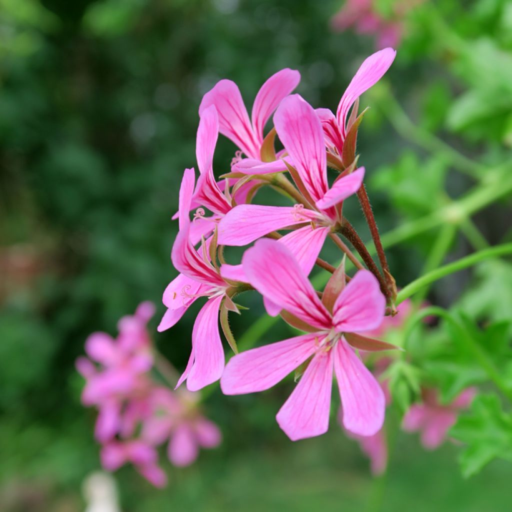Pelargonium peltatum Roi des Balcon Lilas - Hanggeranium