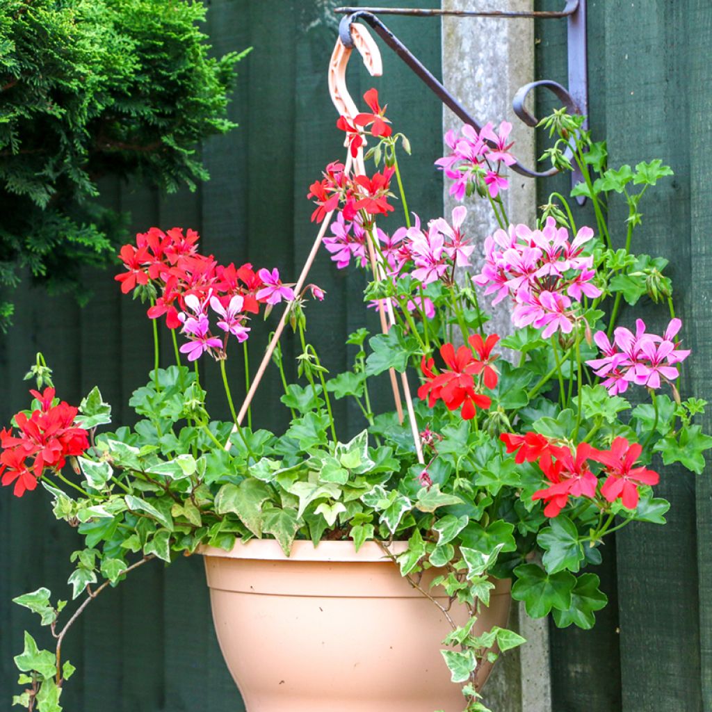 Pelargonium peltatum Roi des Balcon Lilas - Hanggeranium