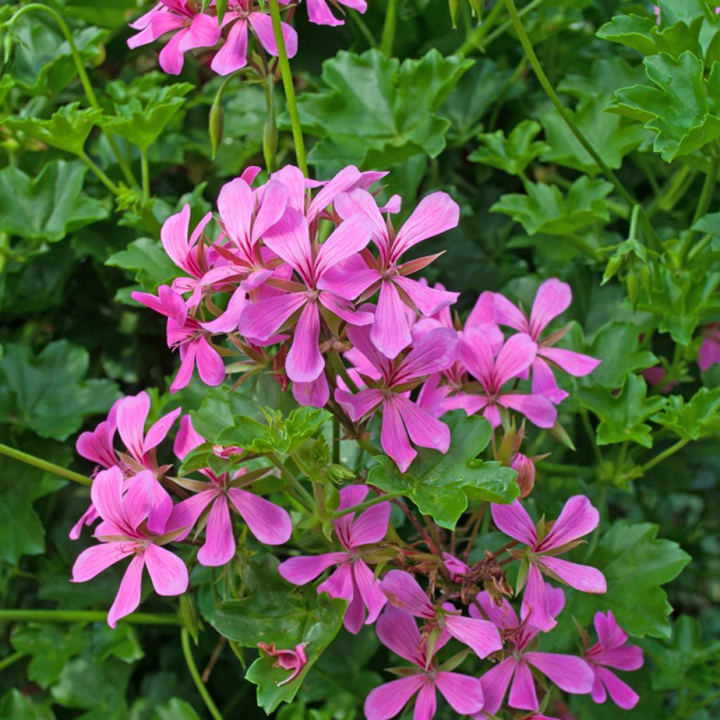 Pelargonium peltatum Roi des Balcon Lilas - Hanggeranium