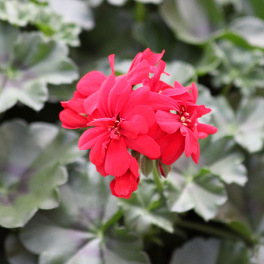 Pelargonium peltatum Moonflair Red - Hanggeranium donkerbladig