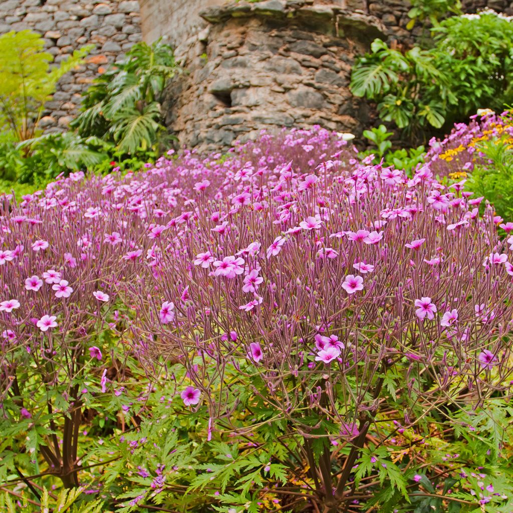 Geranium maderense - Madeira-ooievaarsbek
