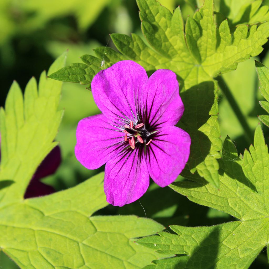 Geranium Ann Folkard - Ooievaarsbek