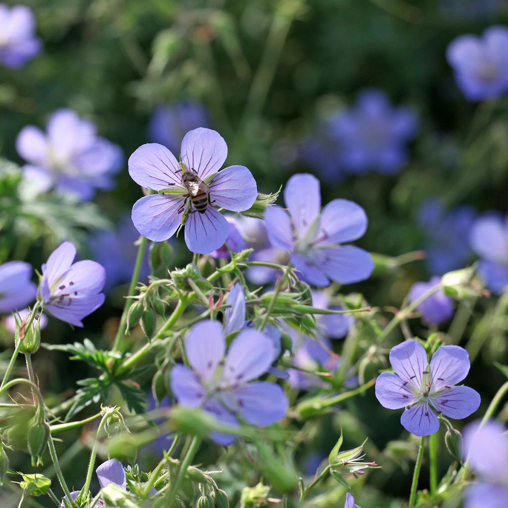 Geranium collinum Blue Cloud - Ooievaarsbek