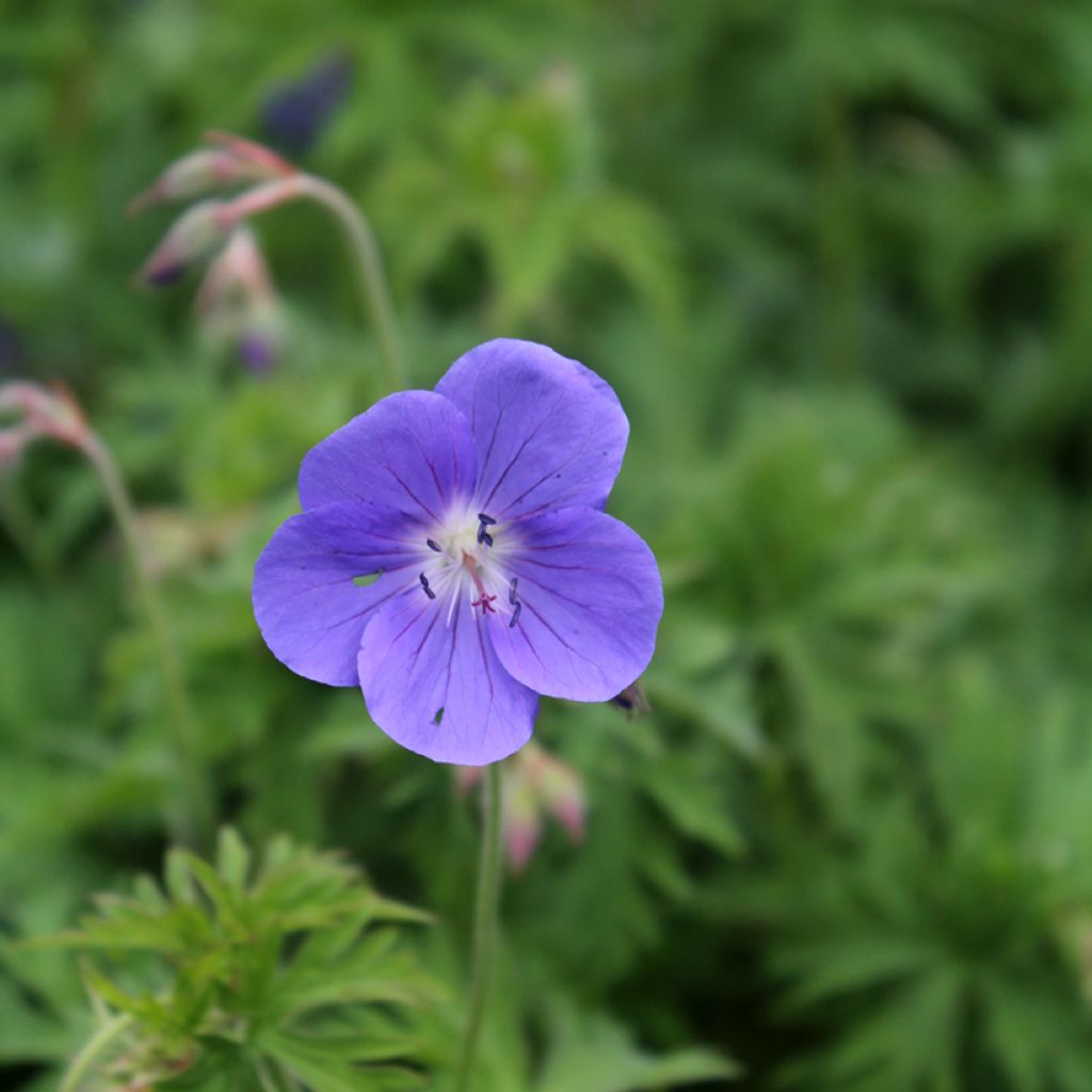 Geranium Brookside - Ooievaarsbek