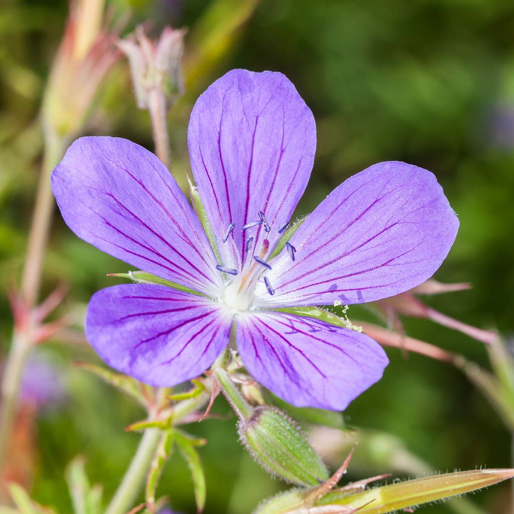 Geranium collinum Nimbus - Ooievaarsbek