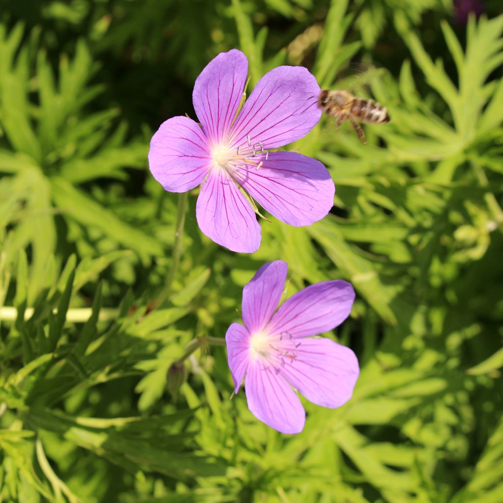 Geranium collinum Nimbus - Ooievaarsbek
