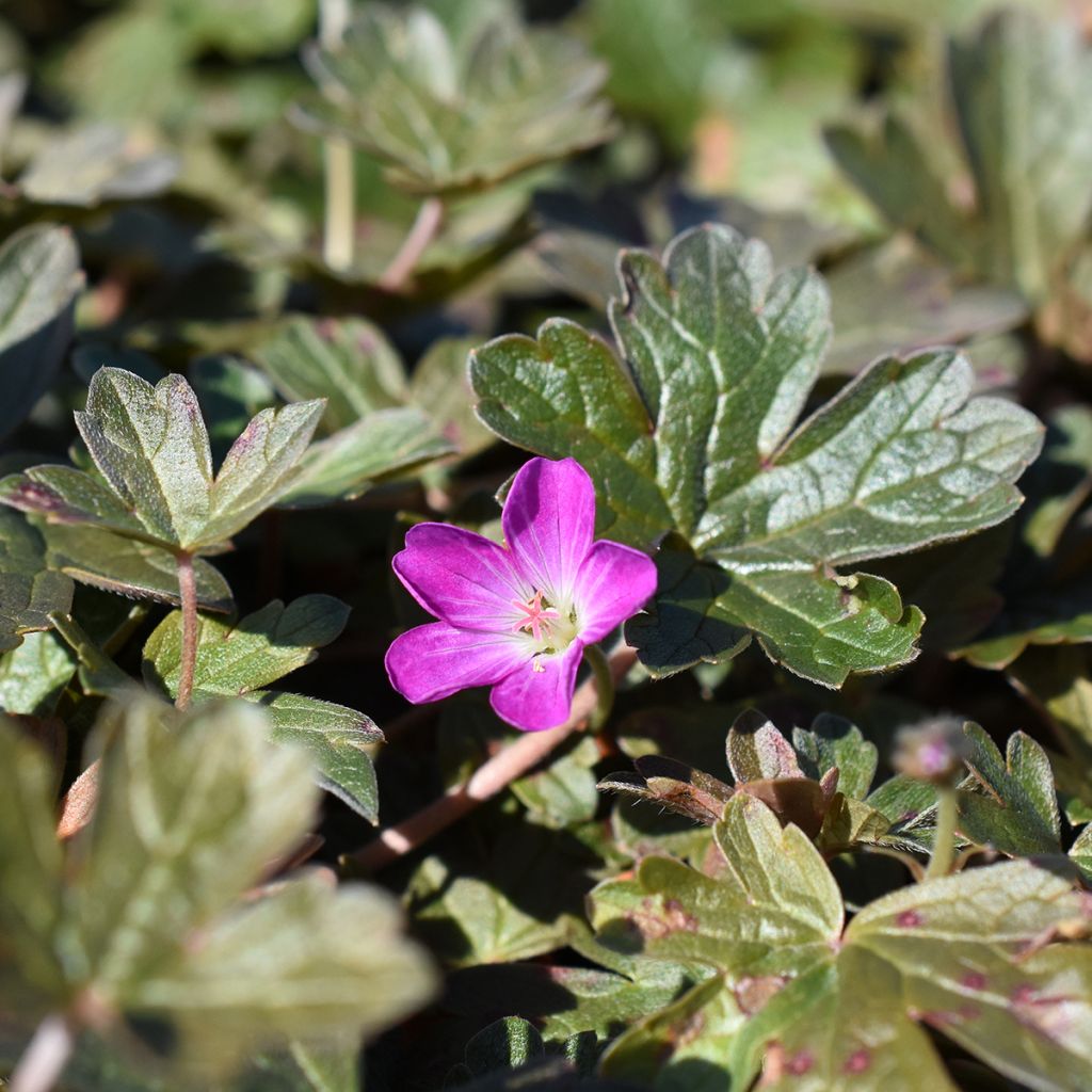 Geranium oxonianum Orkney Cherry - Ooievaarsbek