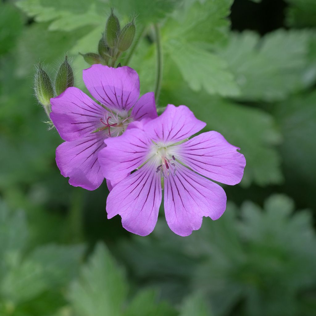 Geranium Sirak - Ooievaarsbek