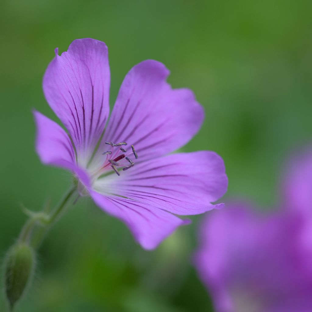 Geranium Sirak - Ooievaarsbek