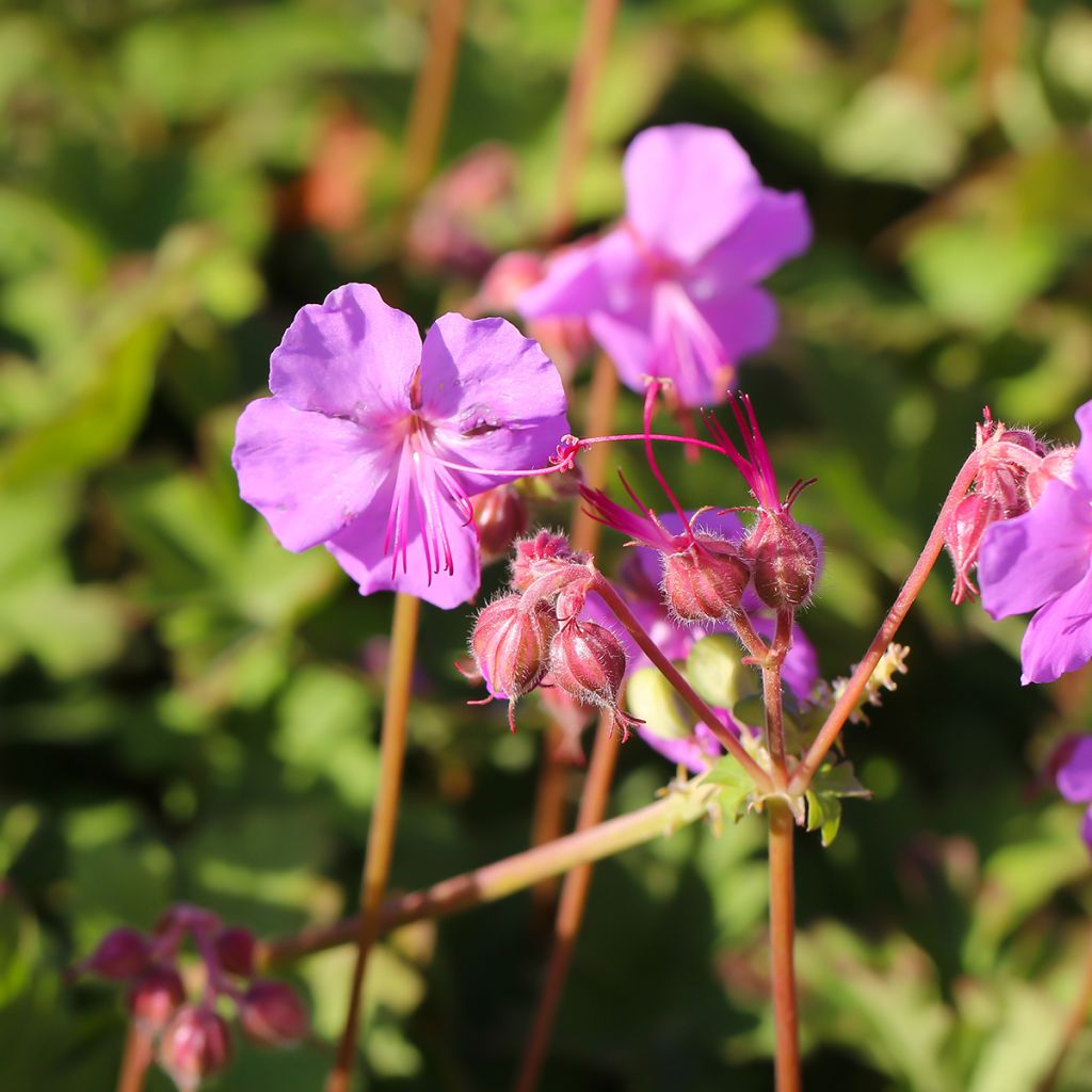 Geranium cantabrigiense Karmina - Ooievaarsbek