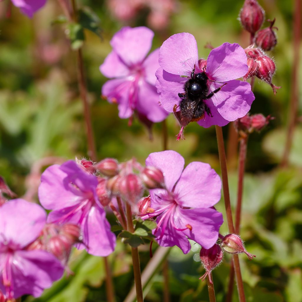 Geranium cantabrigiense Karmina - Ooievaarsbek