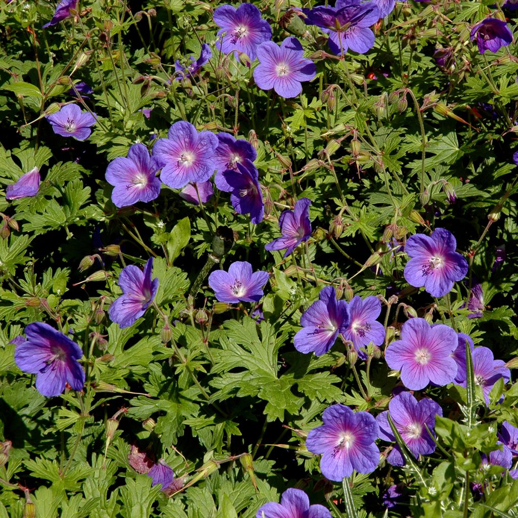 Geranium himalayense Gravetye - Ooievaarsbek