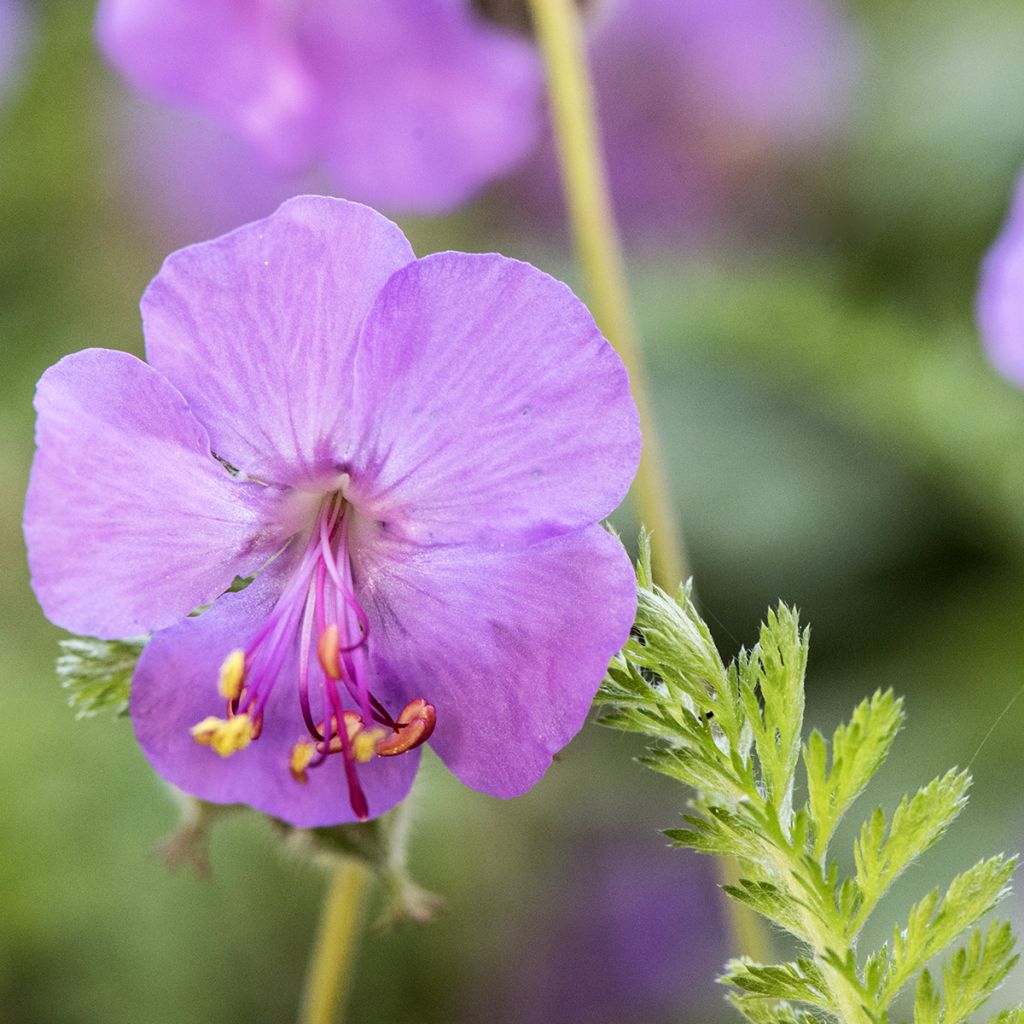 Geranium macrorrhizum - Rotsooievaarsbek