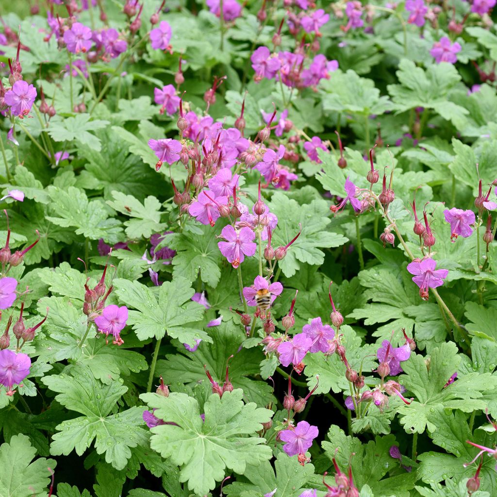 Geranium macrorrhizum - Rotsooievaarsbek