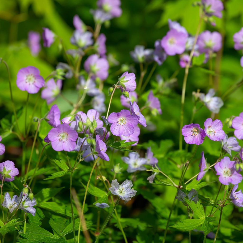 Geranium maculatum - Gevlekte ooievaarsbek
