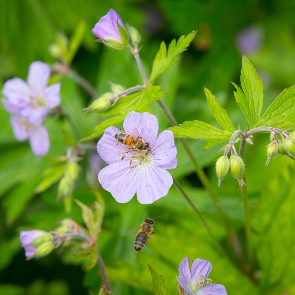 Geranium maculatum - Gevlekte ooievaarsbek
