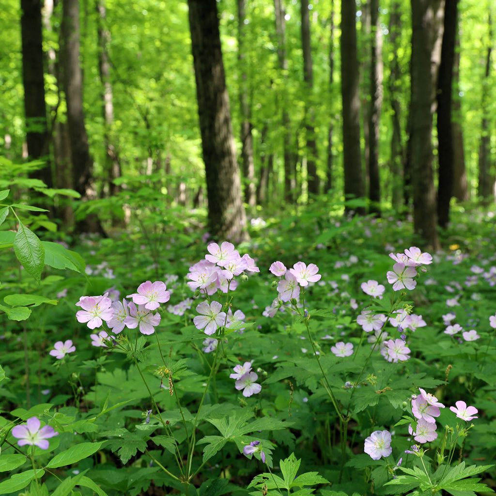 Geranium maculatum - Gevlekte ooievaarsbek
