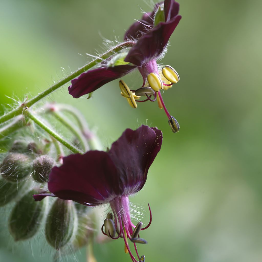 Geranium phaeum Mourning Widow - Donkere ooievaarsbek