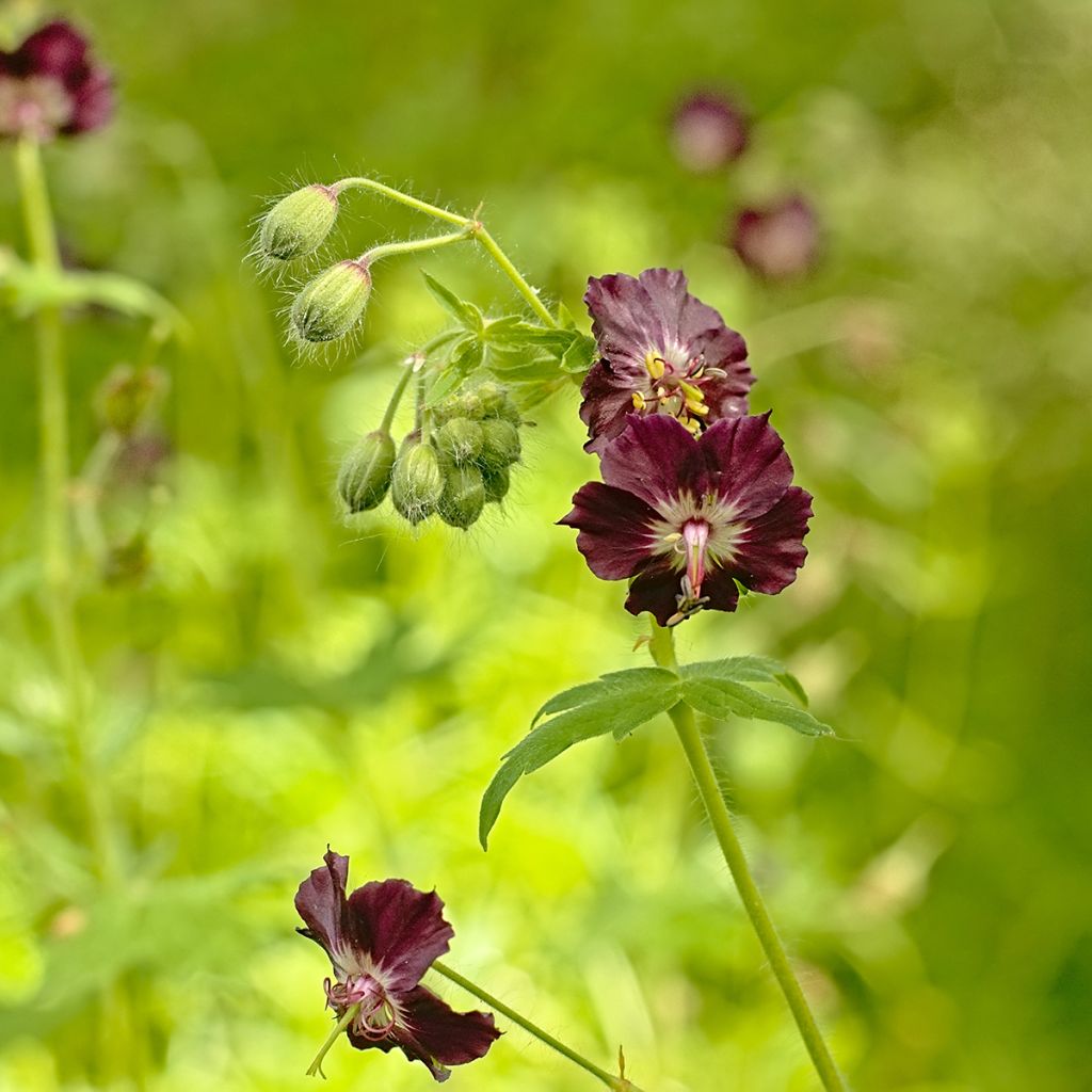 Geranium phaeum - Donkere ooievaarsbek