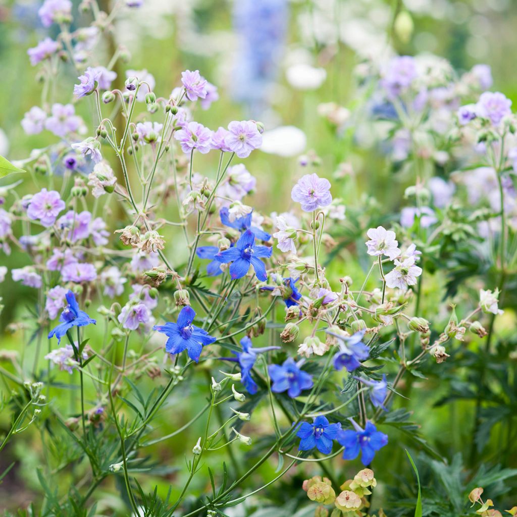 Geranium pratense Cloud Nine - Beemdooievaarsbek