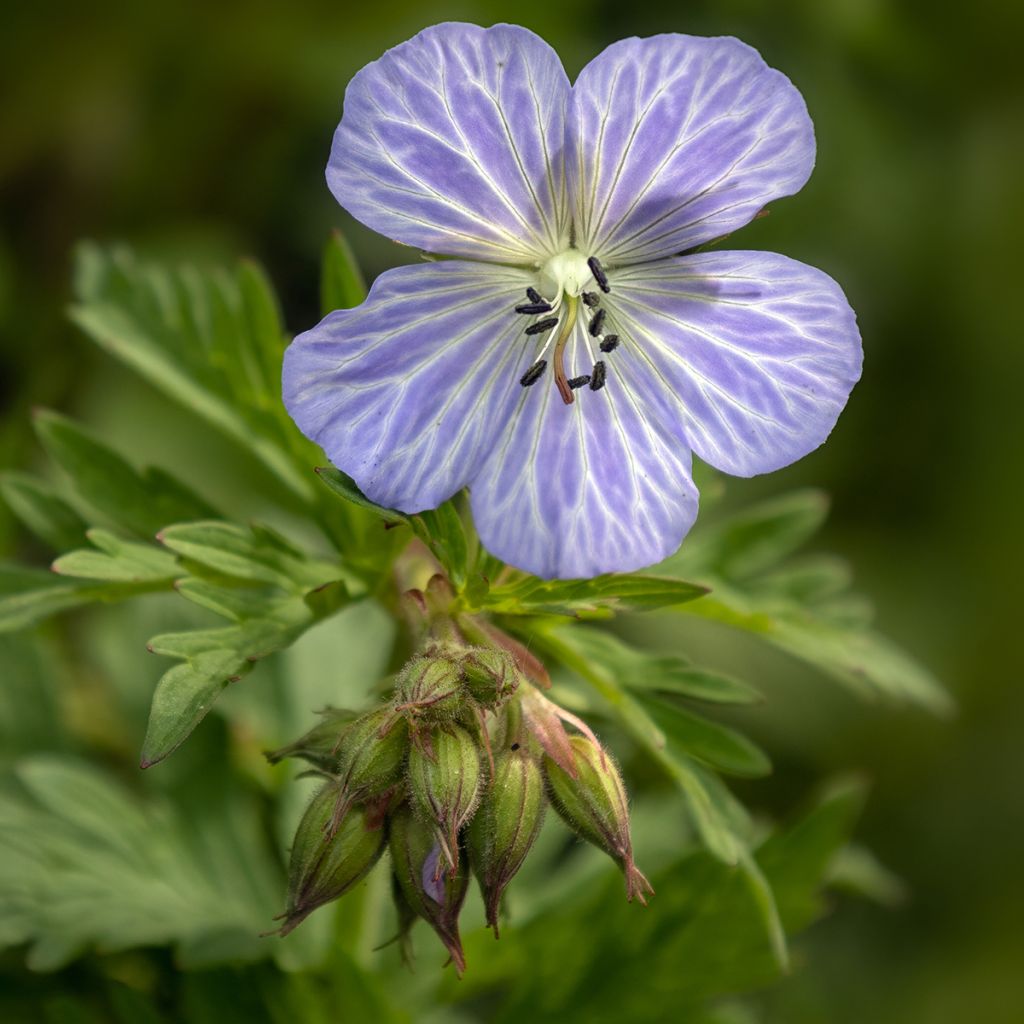 Geranium pratense Mrs Kendall Clark - Beemdooievaarsbek