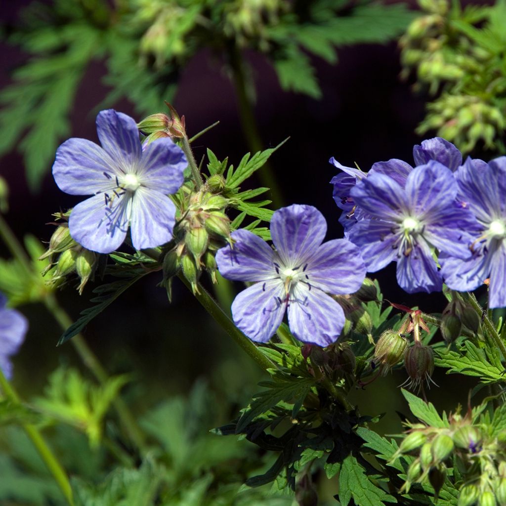 Geranium pratense Mrs Kendall Clark - Beemdooievaarsbek