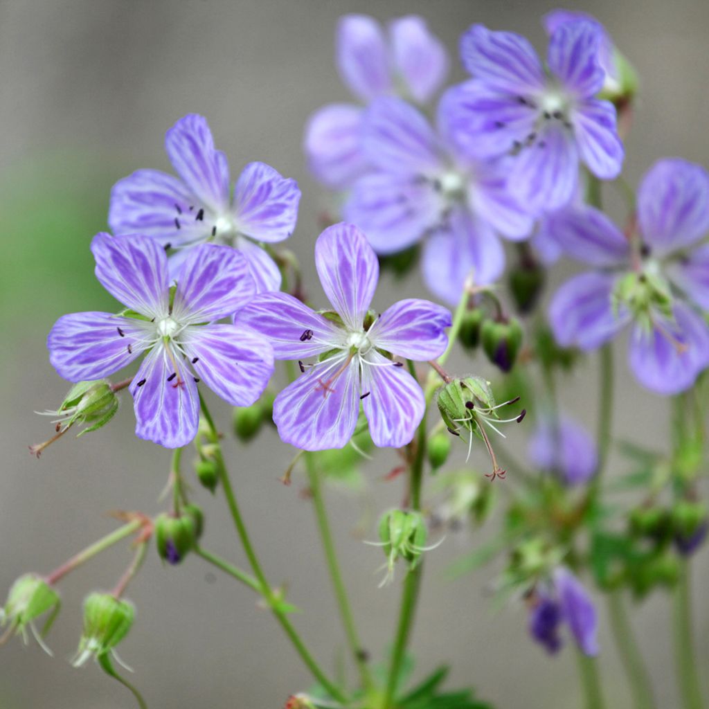 Geranium pratense Mrs Kendall Clark - Beemdooievaarsbek