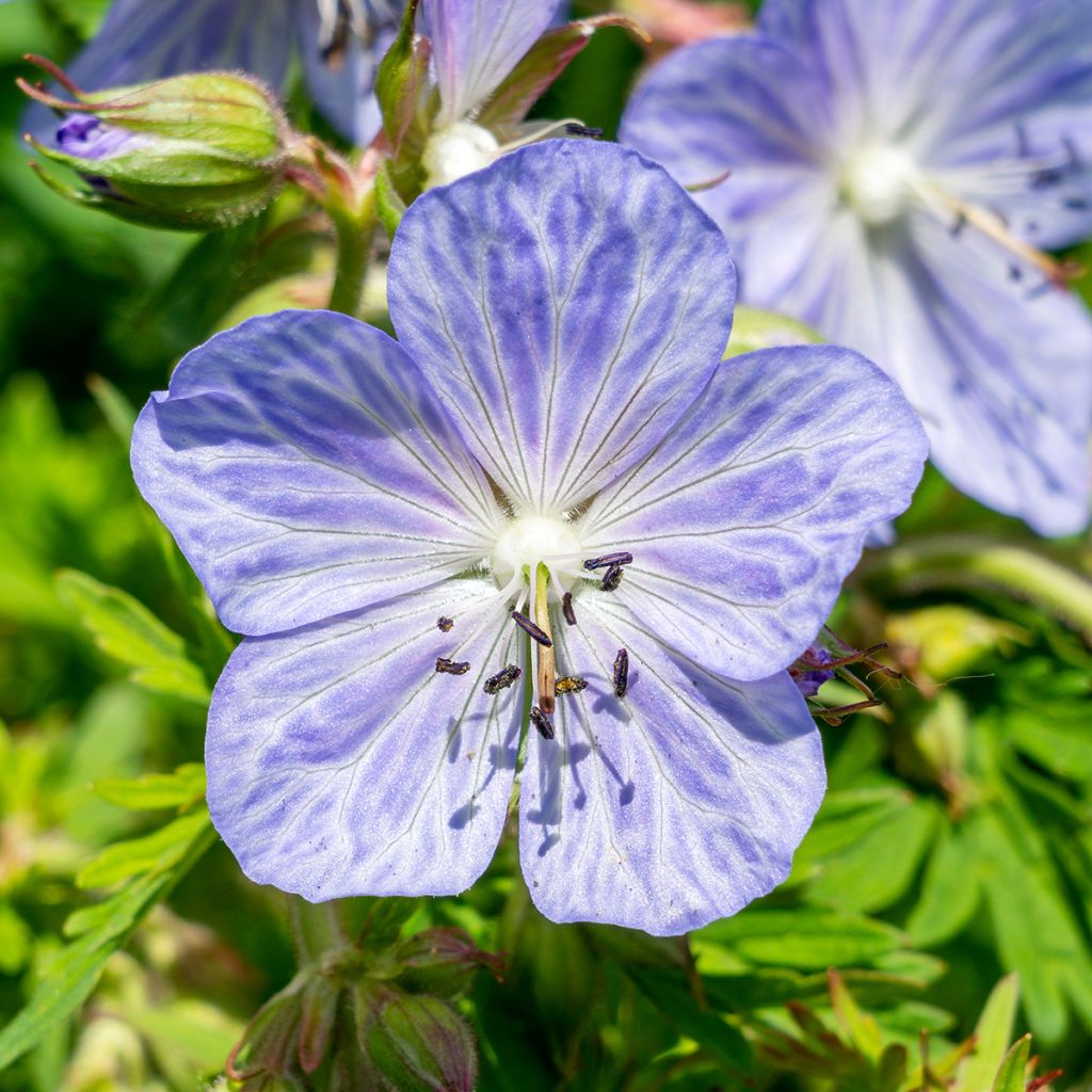 Geranium pratense Mrs Kendall Clark - Beemdooievaarsbek