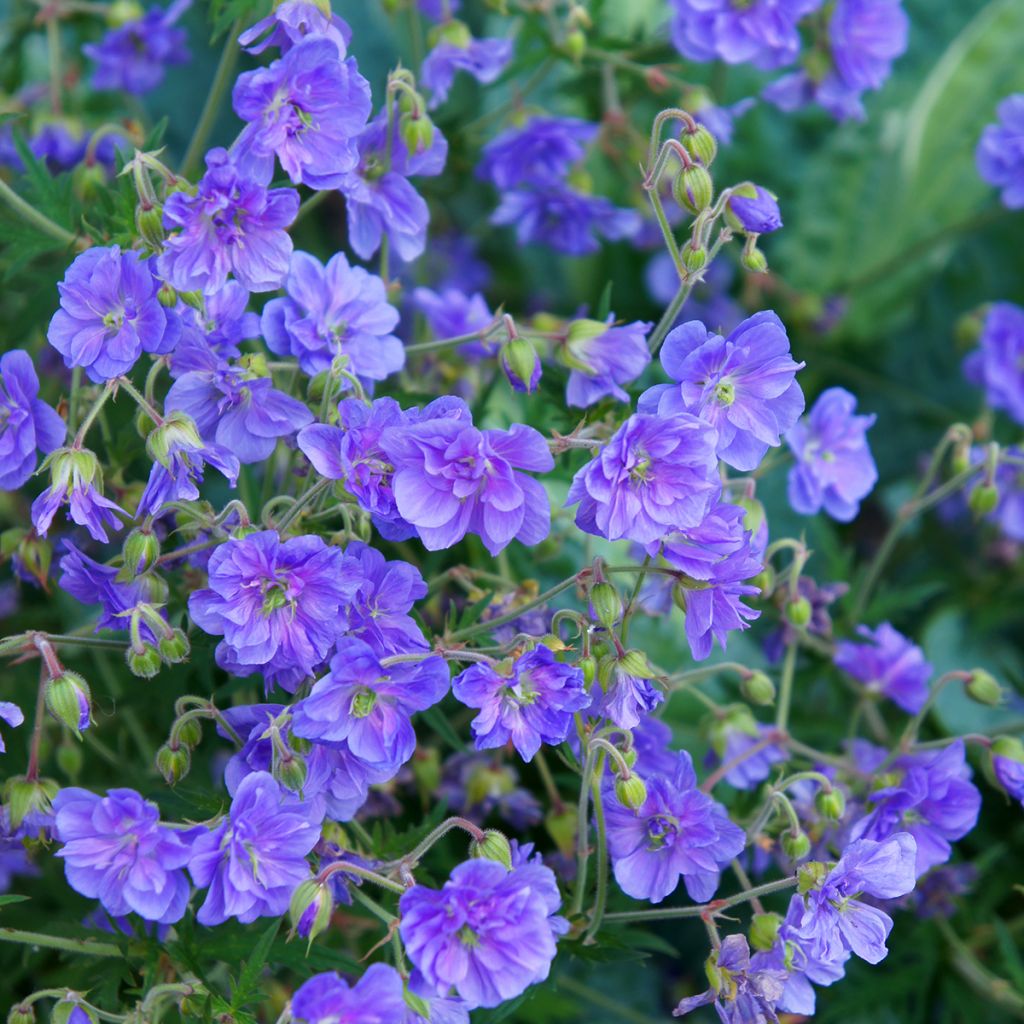 Geranium pratense Plenum Violaceum - Beemdooievaarsbek