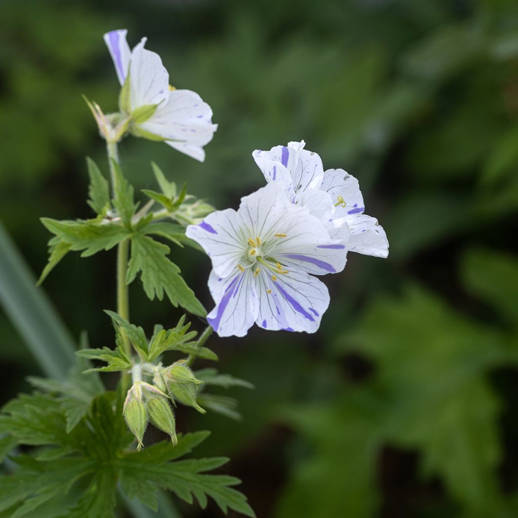 Geranium pratense Splish Splash - Beemdooievaarsbek