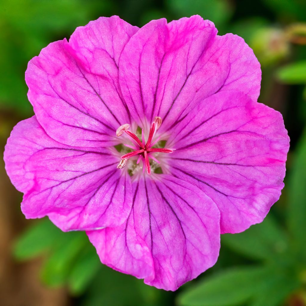 Geranium sanguineum Ankum's Pride - Bloedooievaarsbek